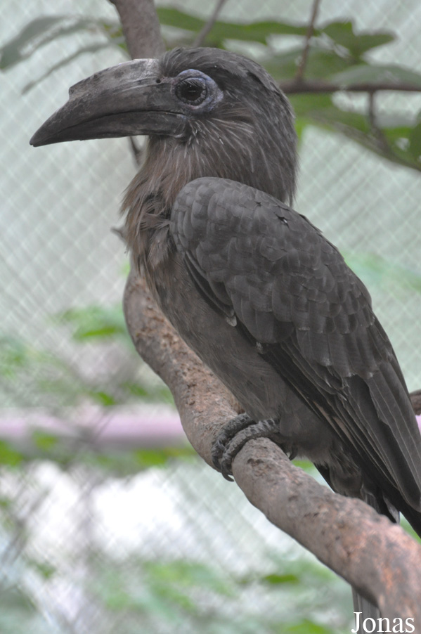 Anorrhinus tickelli